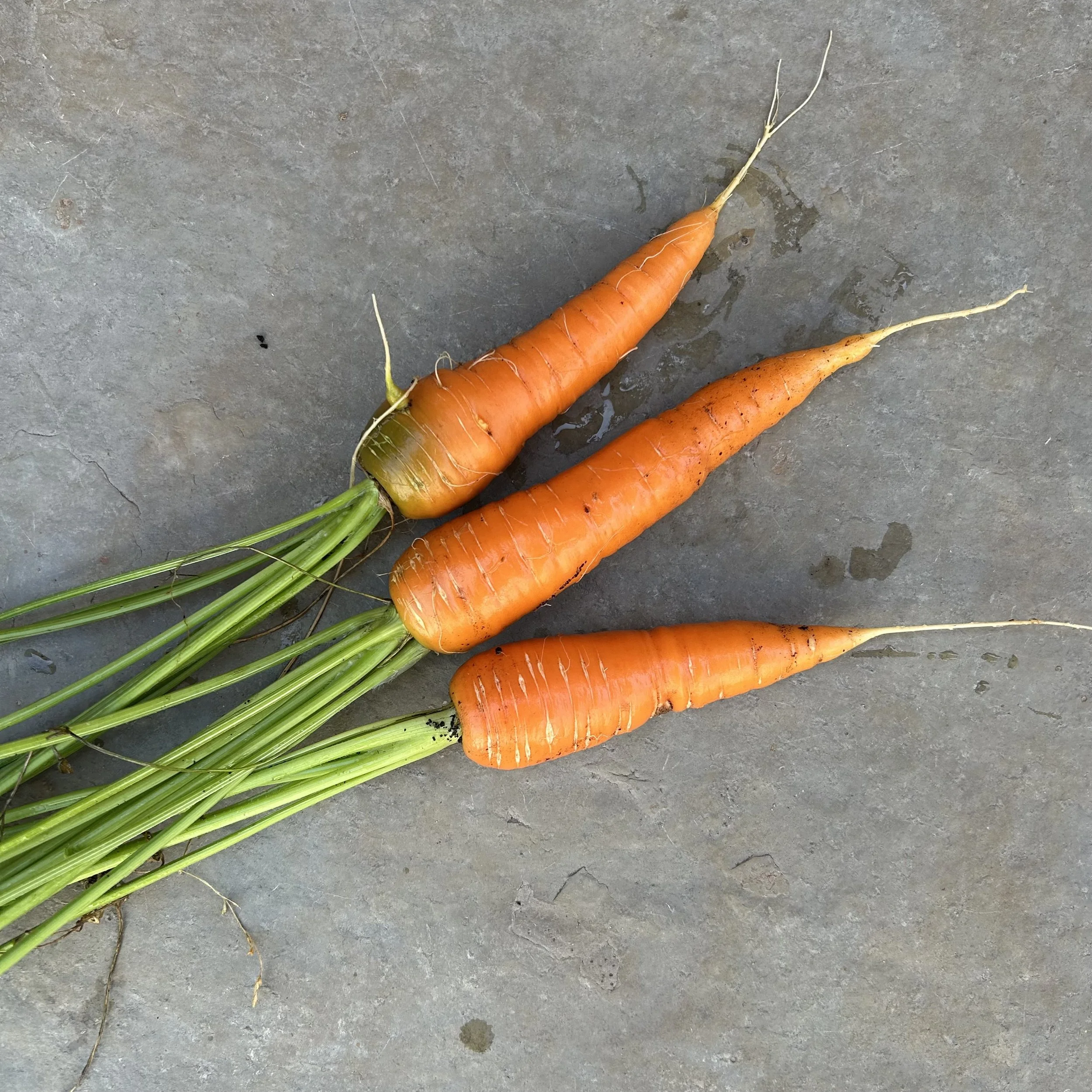 In My San Diego Garden and Kitchen
