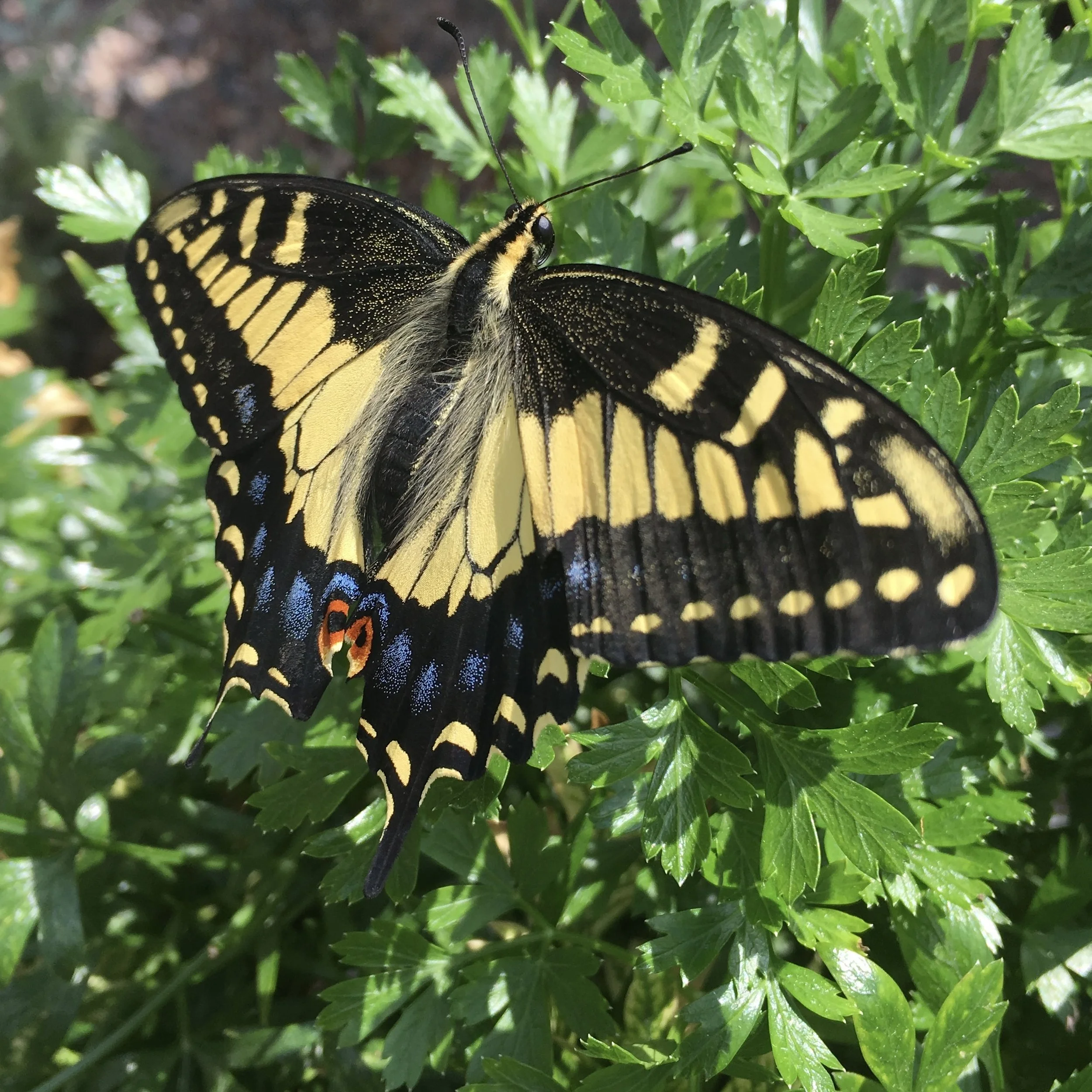 San Diego Pollinator Week