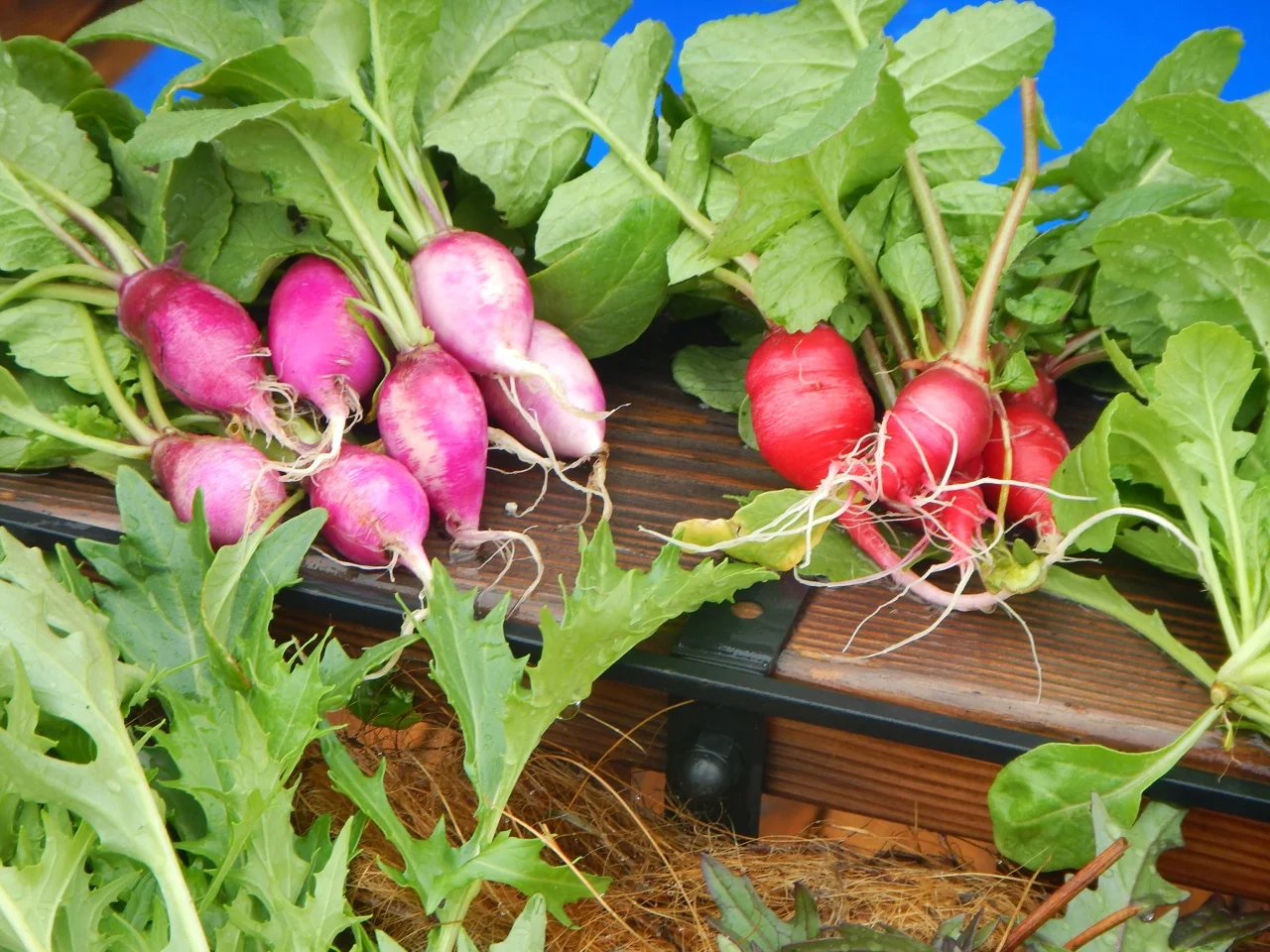 DSCN9608.jpg