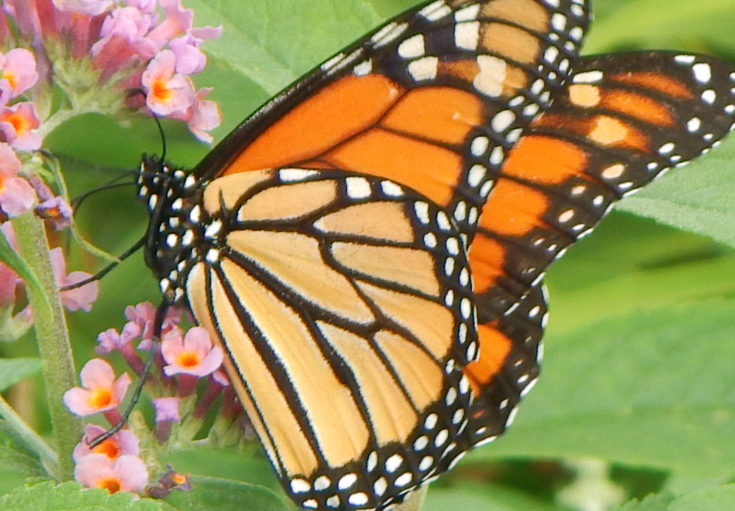 monarch_butterflybush_close.jpg