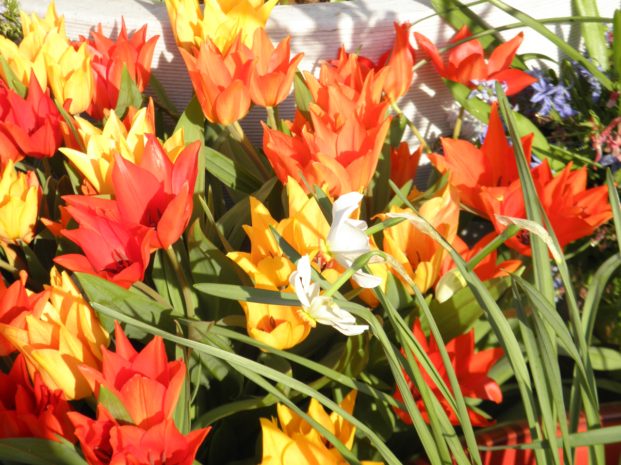 tulips_pratense_shogun.jpg