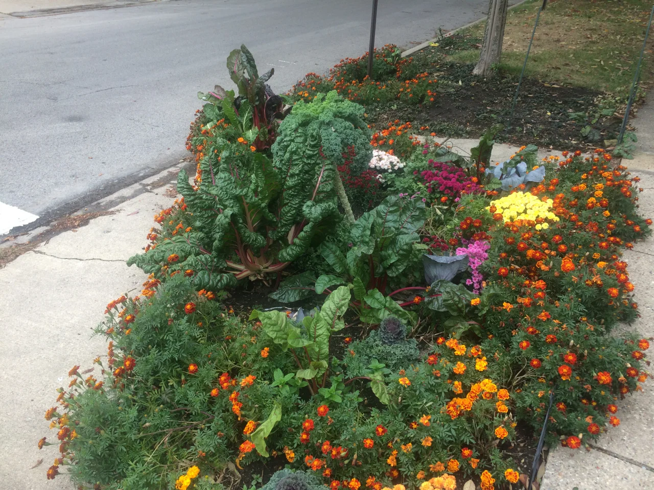 Did your landscape beautify the area, provide cutflowers, or fulfill whatever purpose you wanted?