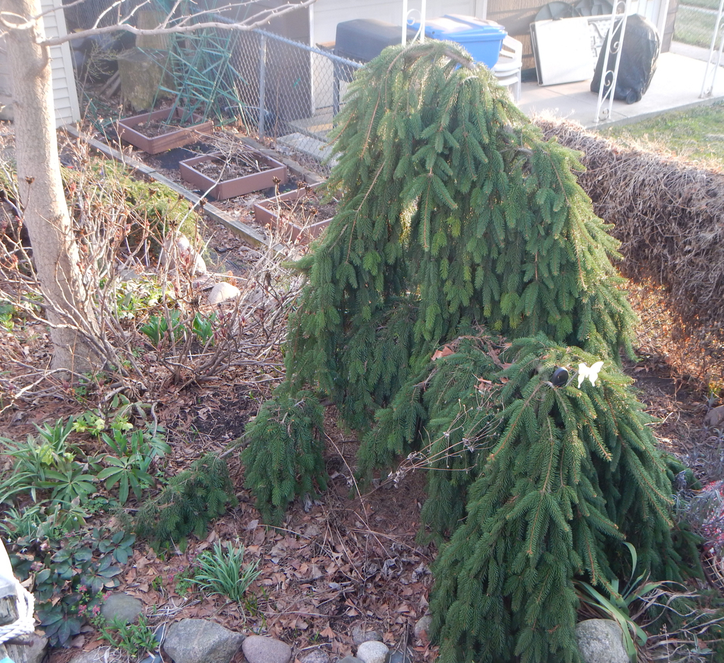 Soak your evergreen trees, shrubs, and hedges so they are well hydrated going into the cold winter months