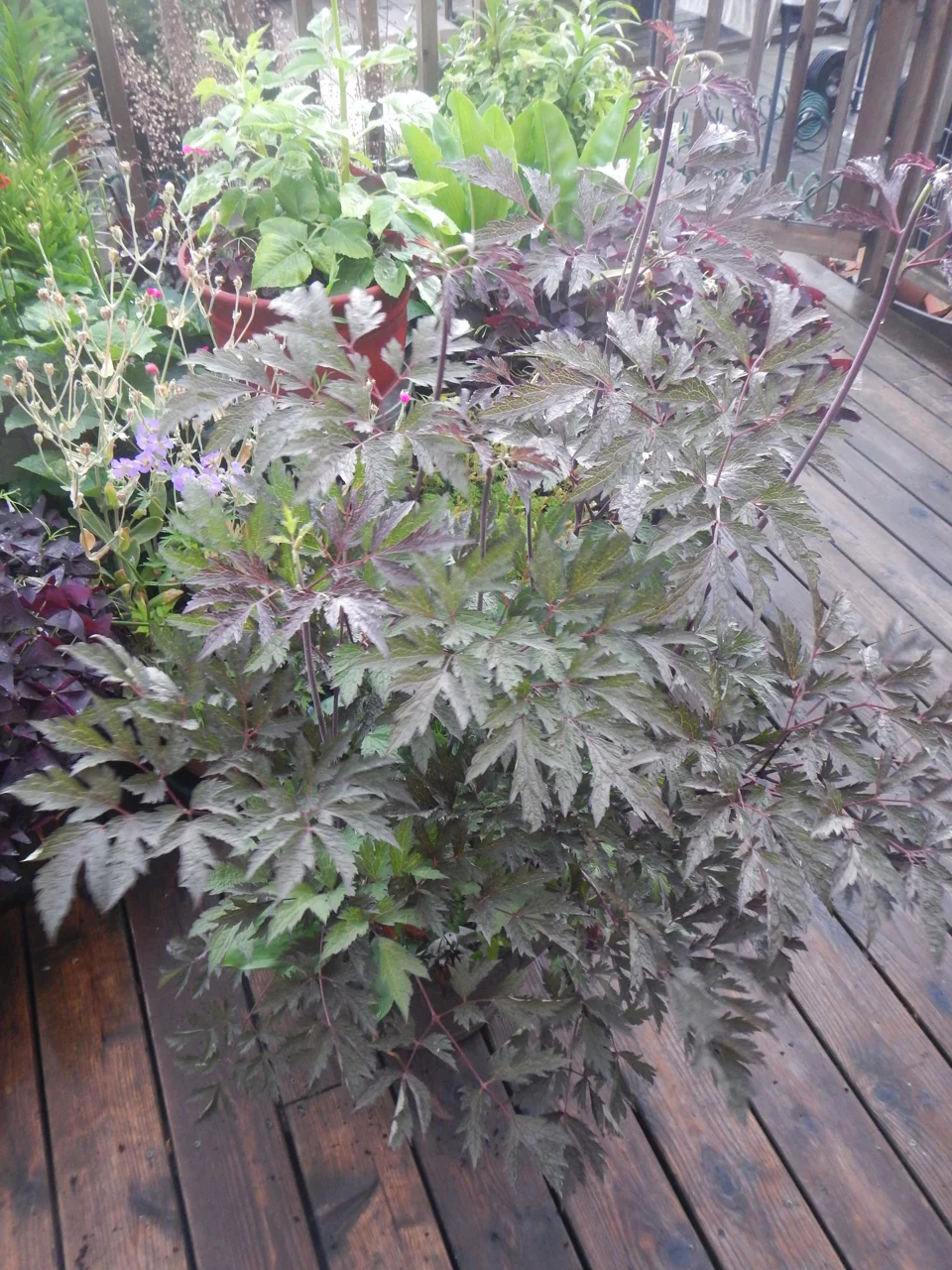 Best Container Plant - Actaea ramosa cultivar, fairy candles