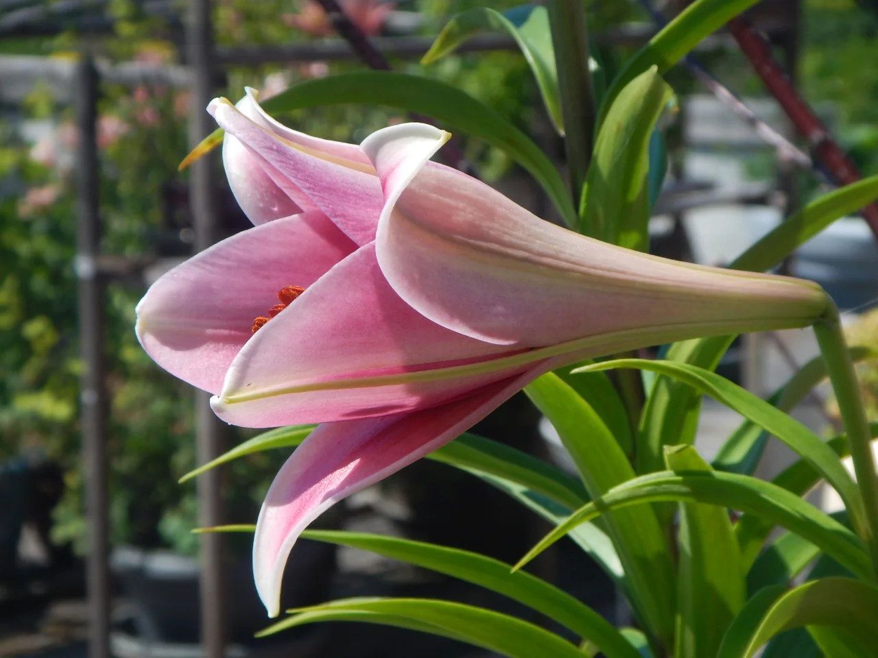 Best Lily