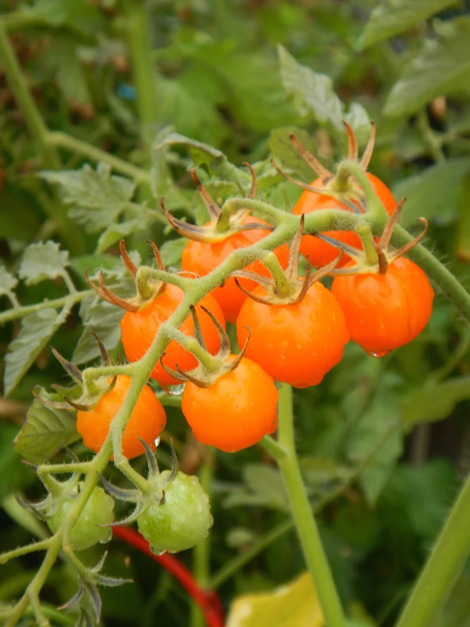 Tomato Award 2018 Mossies Sun Gold Tomato ( Solanum ‘Sun Gold’) 2017 was not a good year for our tomatoes. A cool June stunted the summer crops. Even so, the Sun Golds still provided delicious garden snacks. The sweet citrusy taste helps those of us who aren’t as fond of typical tomatoes to get our phytochemicals and lycopene. In addition to the taste, Sun Gold’s ornamental deep orange fruits add ornament and interest to the garden.