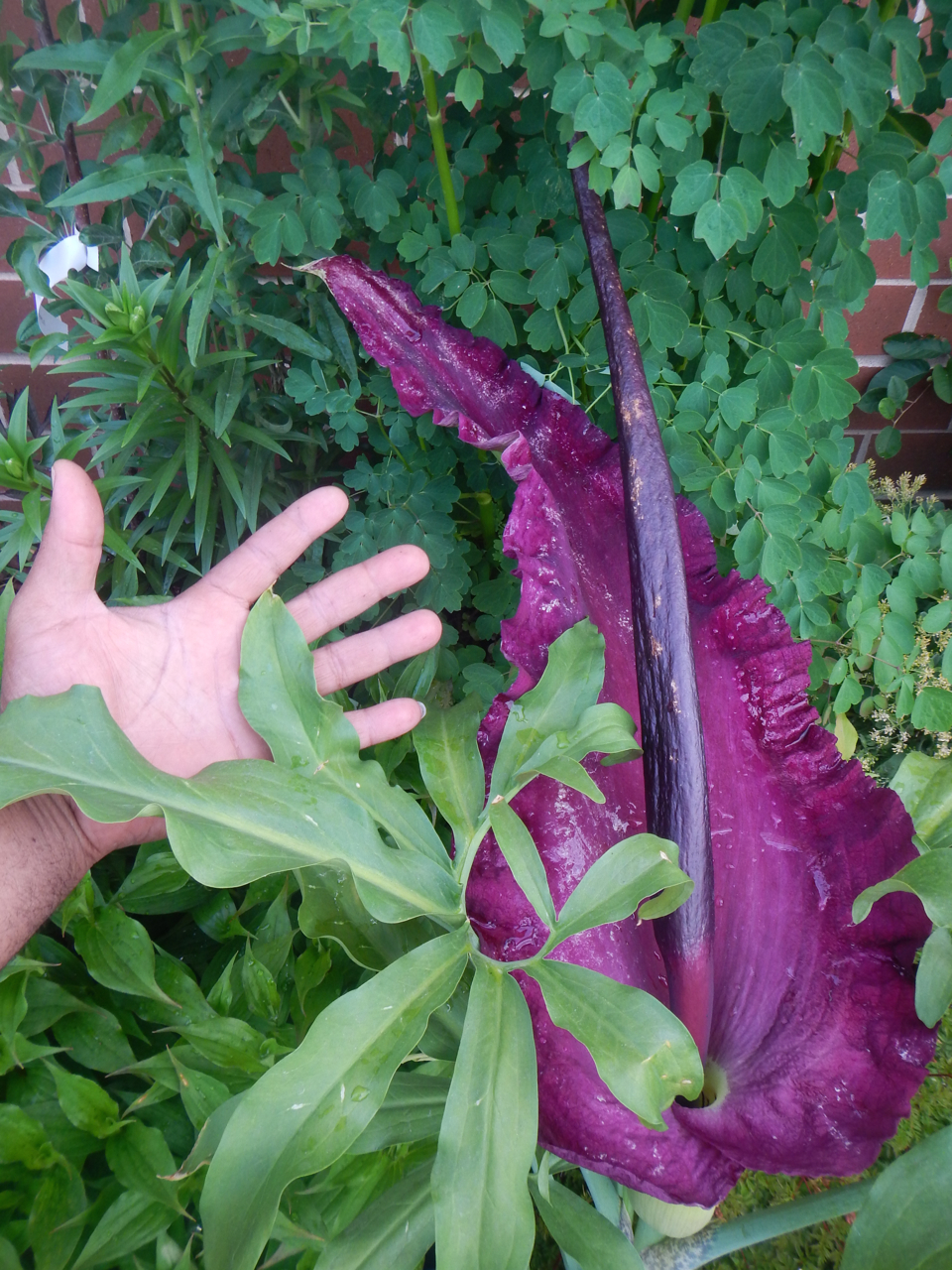 Aroid Award 2018 Mossies - Dragon Arum (Dracunculus vulgaris)