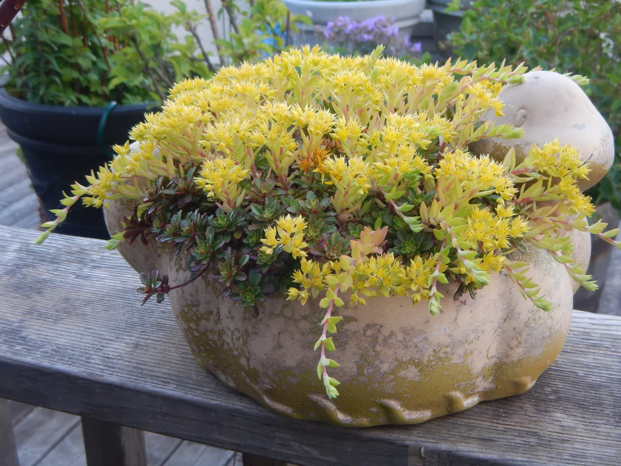 Overall Performance Award 2018 Mossies - Stringy Stonecrop (Sedum sarmentosum)