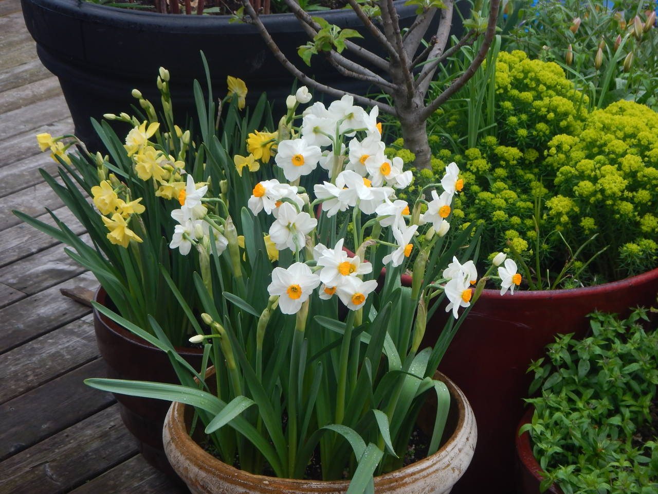 Daffodil Award 2018 Mossies - Geranium Daffodil (Narcissus  ‘Geranium’)