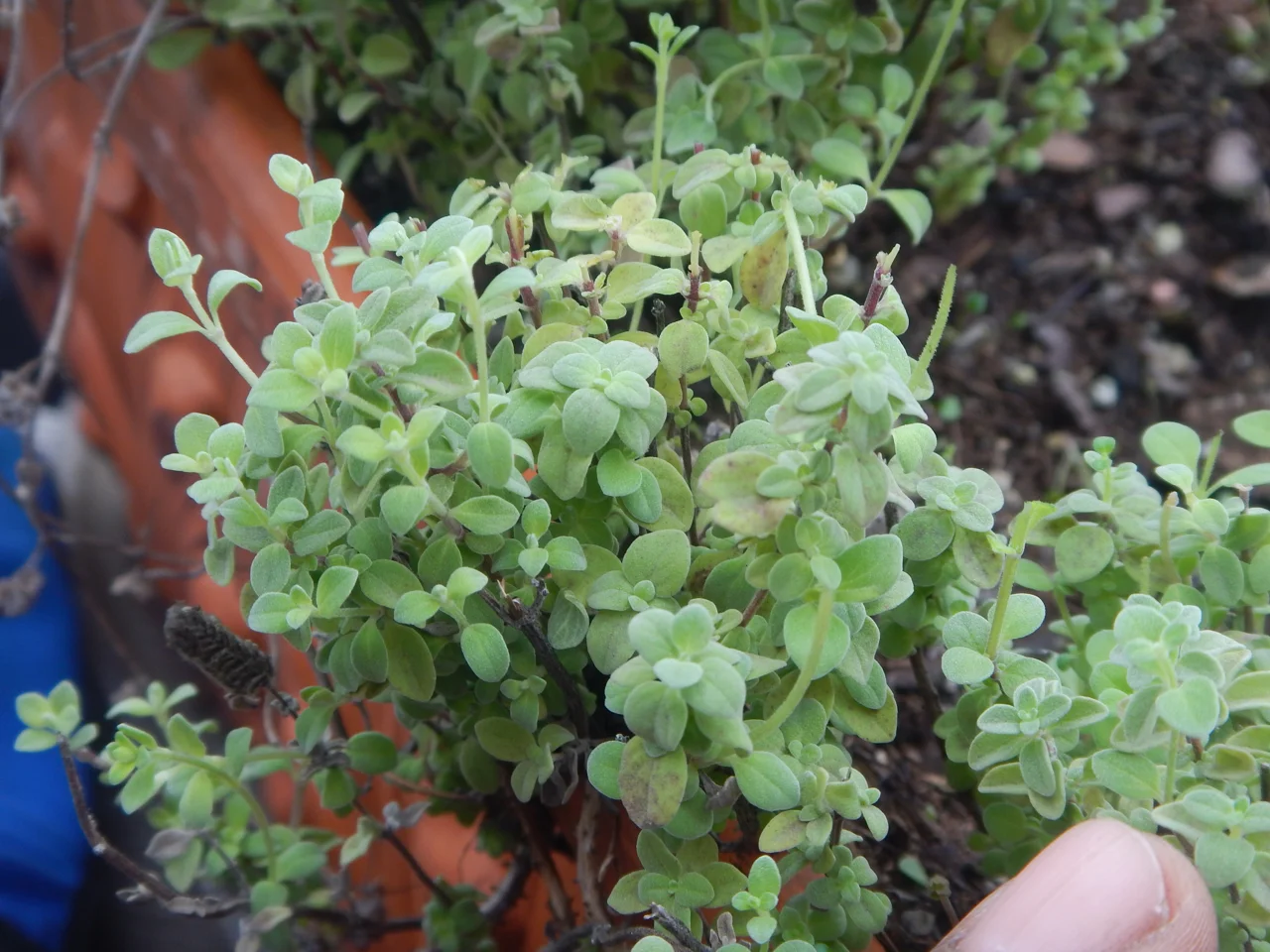 Herb Award 2018 Mossies - Marjoram (Oregano majorana)
