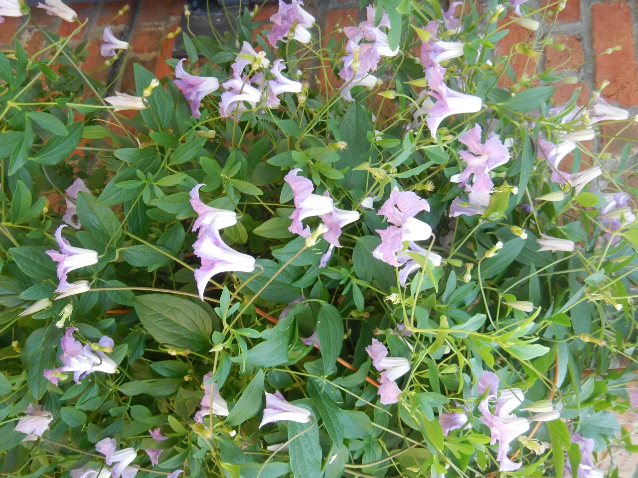 Vine Award 2018 Mossies - Italian clematis (Clematis viticella ‘Betty Corning’)