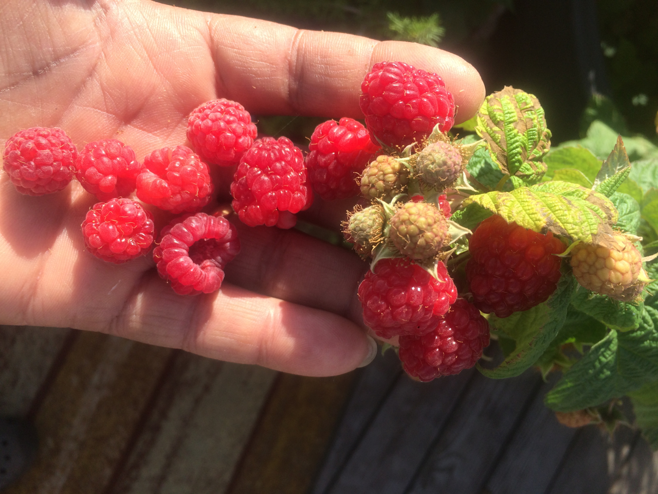 Fruit Tree/Shrub Award 2018 Mossies - Heritage Raspberry (Rubus idaeus ‘Heritage’)