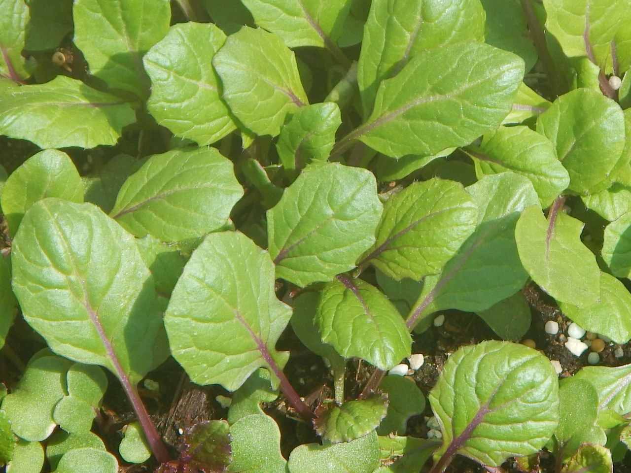 Leafy Green Award 2018 Mossies - Choy Sum (Brassica rapa ‘Hon Tsai Tai’)