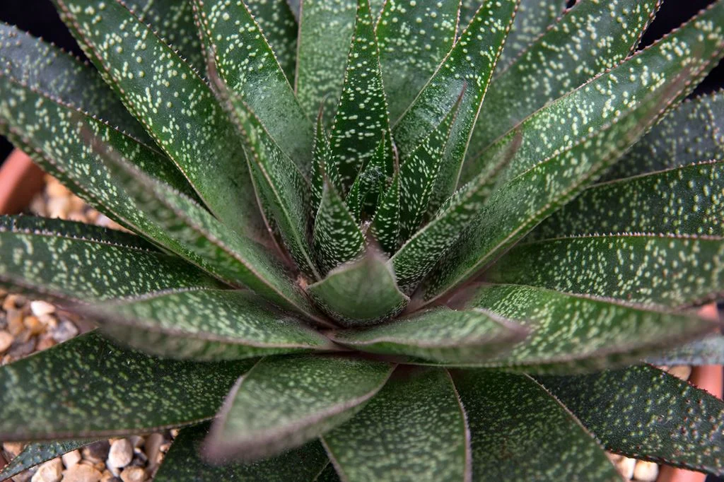 Gasteria
