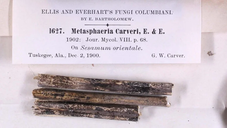 Dr. Carver discovered and researched new fungal pathogens. 