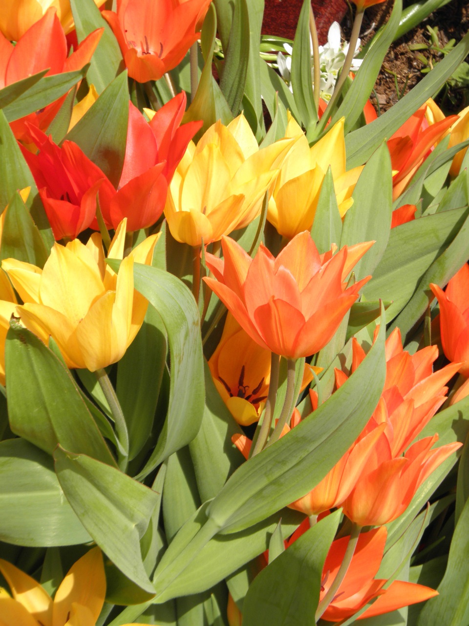 tulipa-pratense-shogun-flowers.jpg
