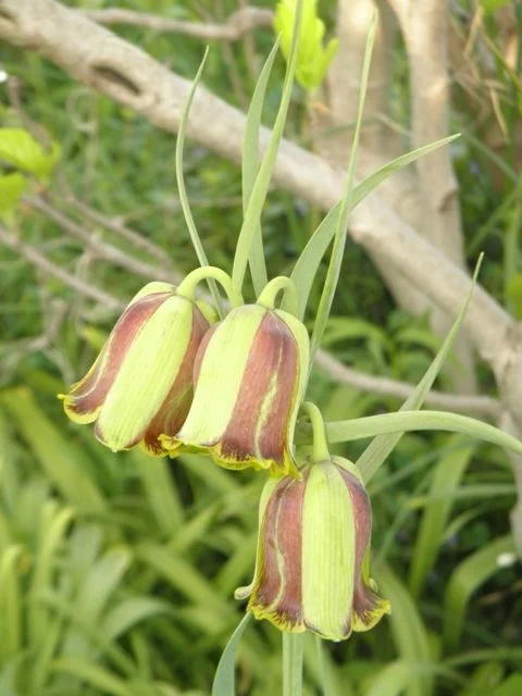 Fritillary bells dangle in the breeze . Be sure to look in the base of the bell where the nectar pools lie.