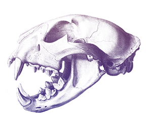 TSB - Savage (skull) (no bg).png