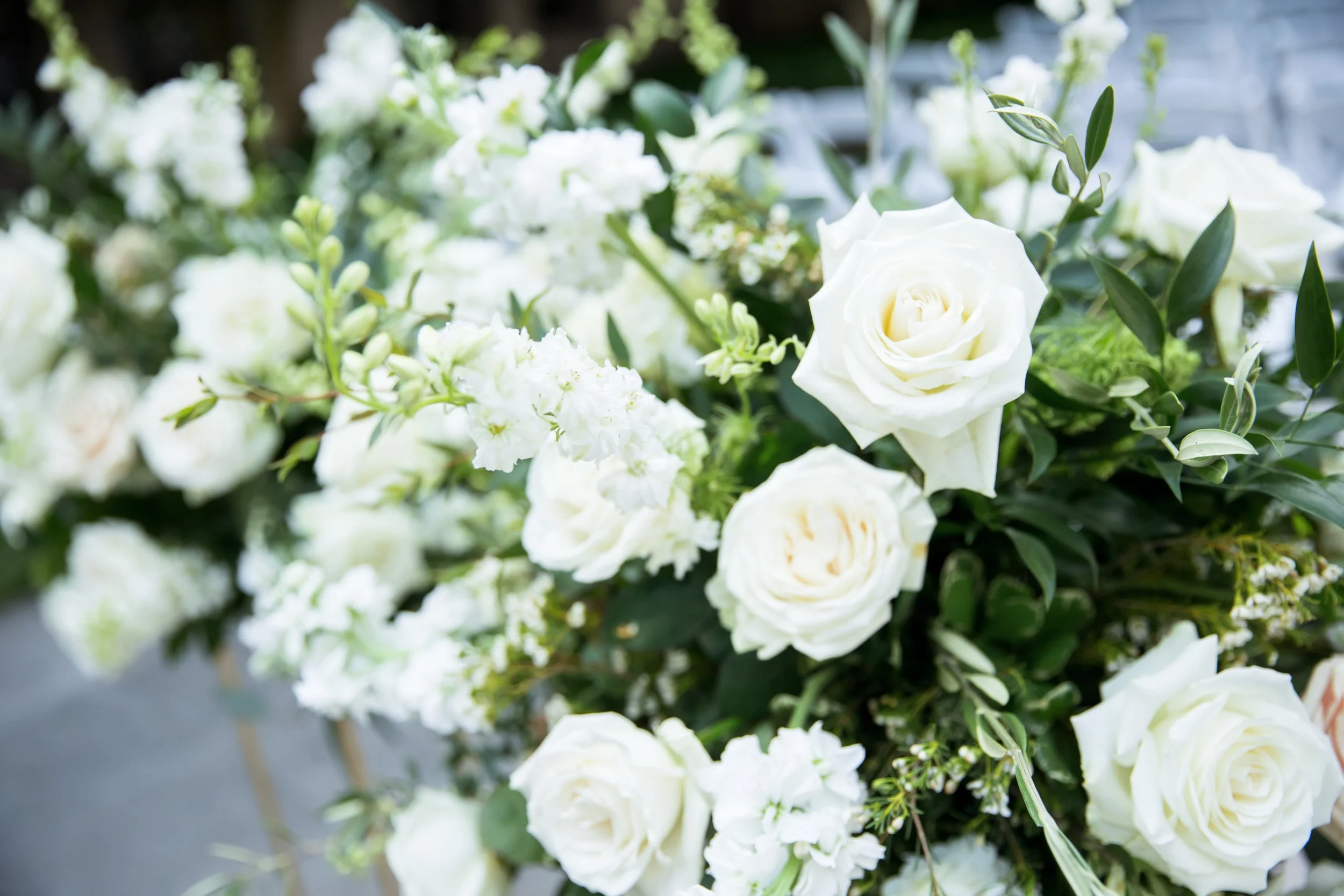 белые розы найди