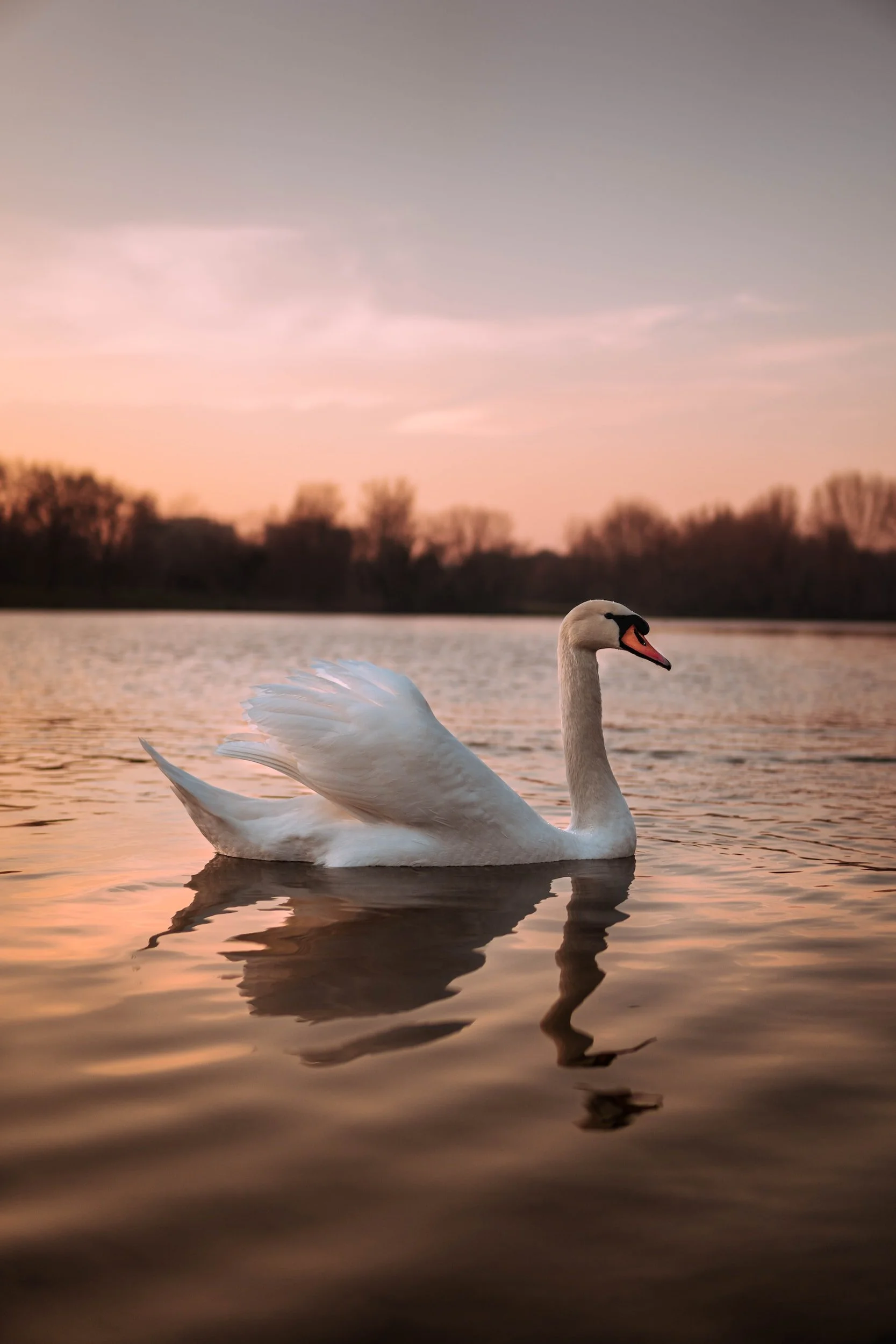Regaining our Animalistic Selves: Pilates as the Antidote