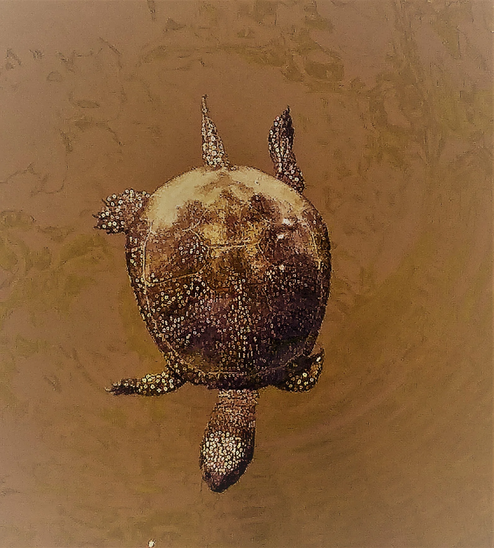 Turtle.jpg
