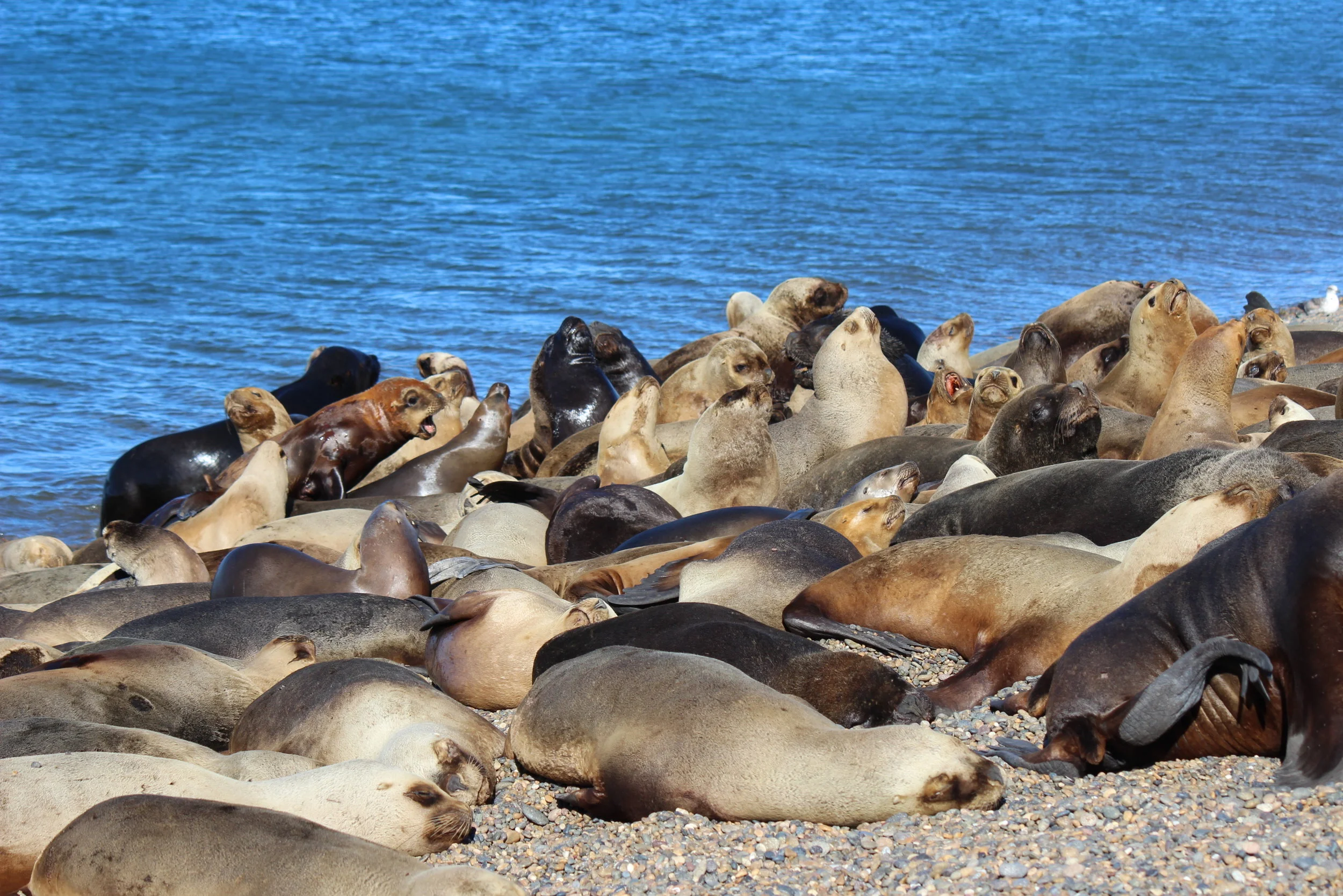 10th October - Lobo Marino en Caleta Olivia