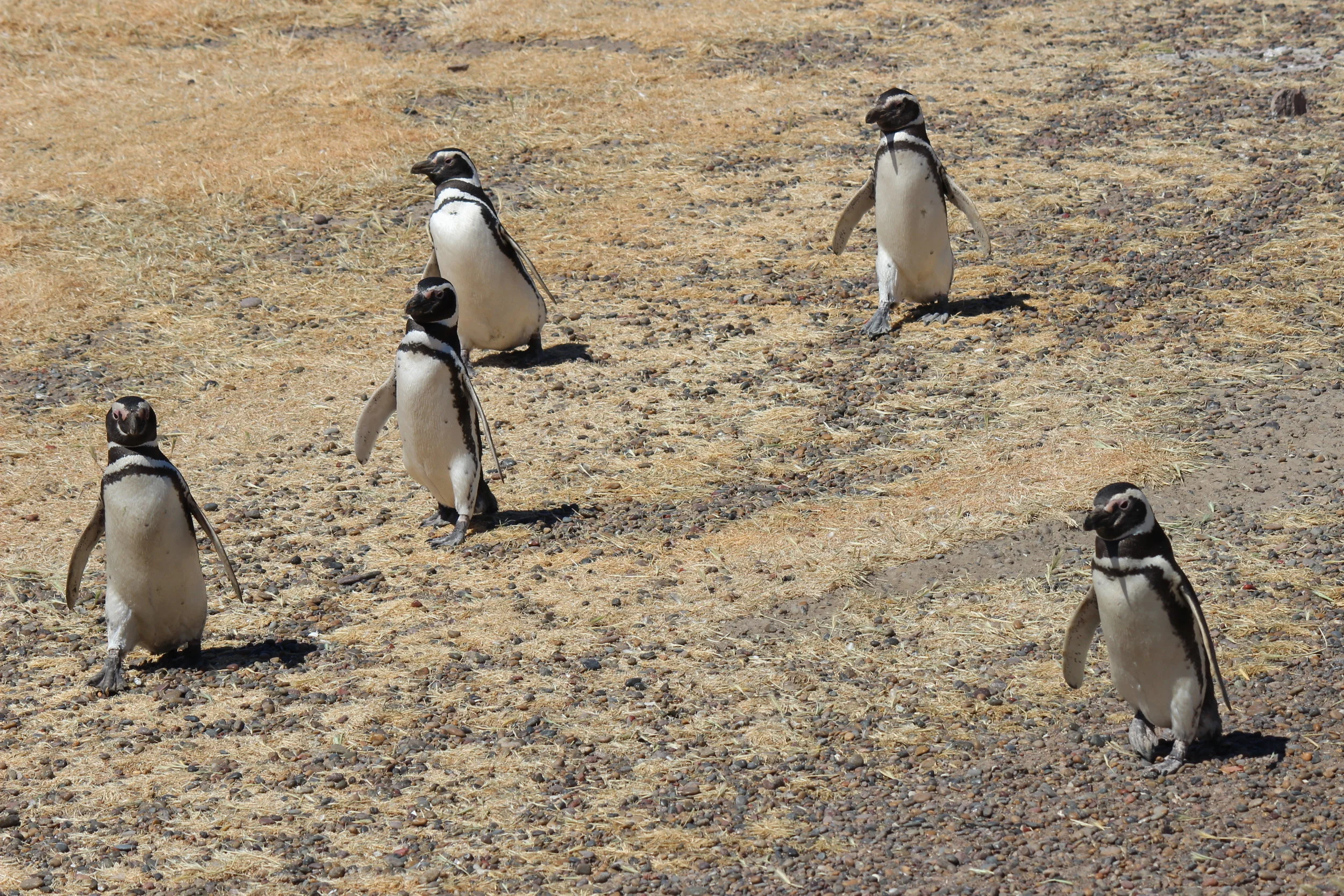 13th October - Area Natural Protegida Punta Tombo