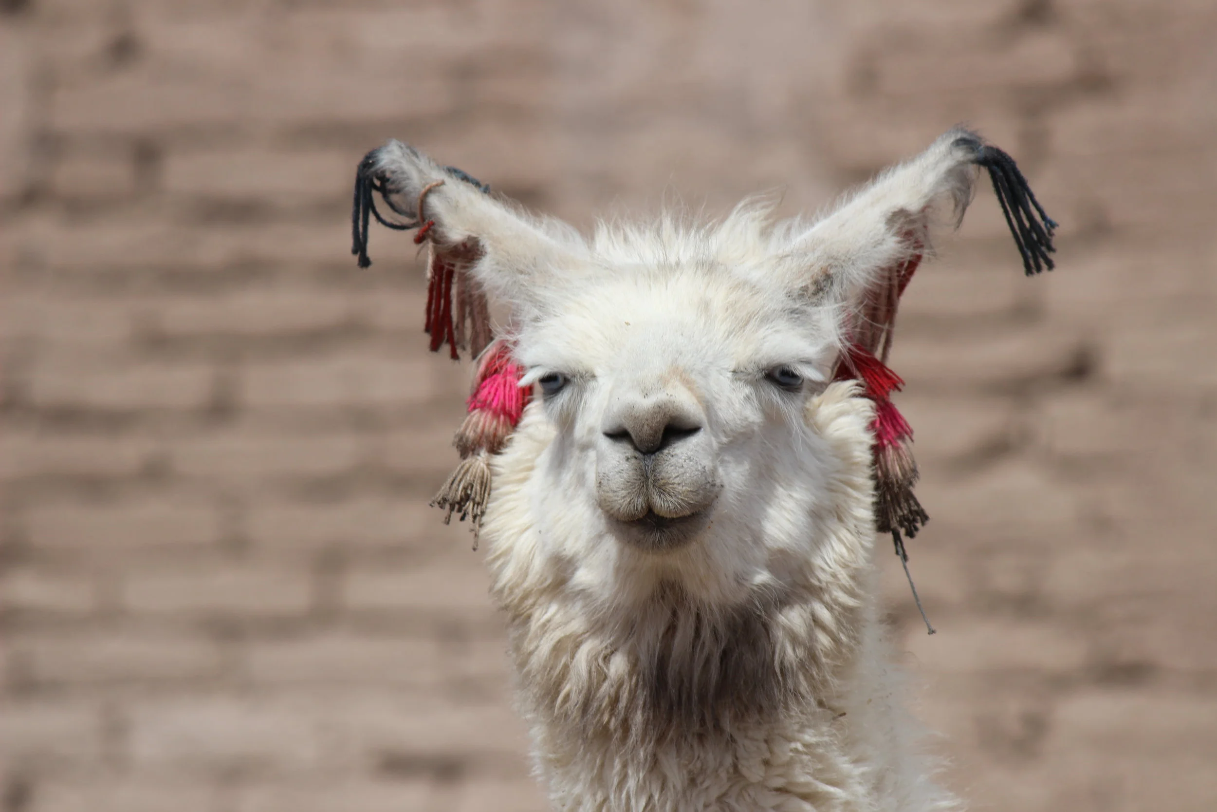 3rd November - Bolivia begins...a bumpy ride