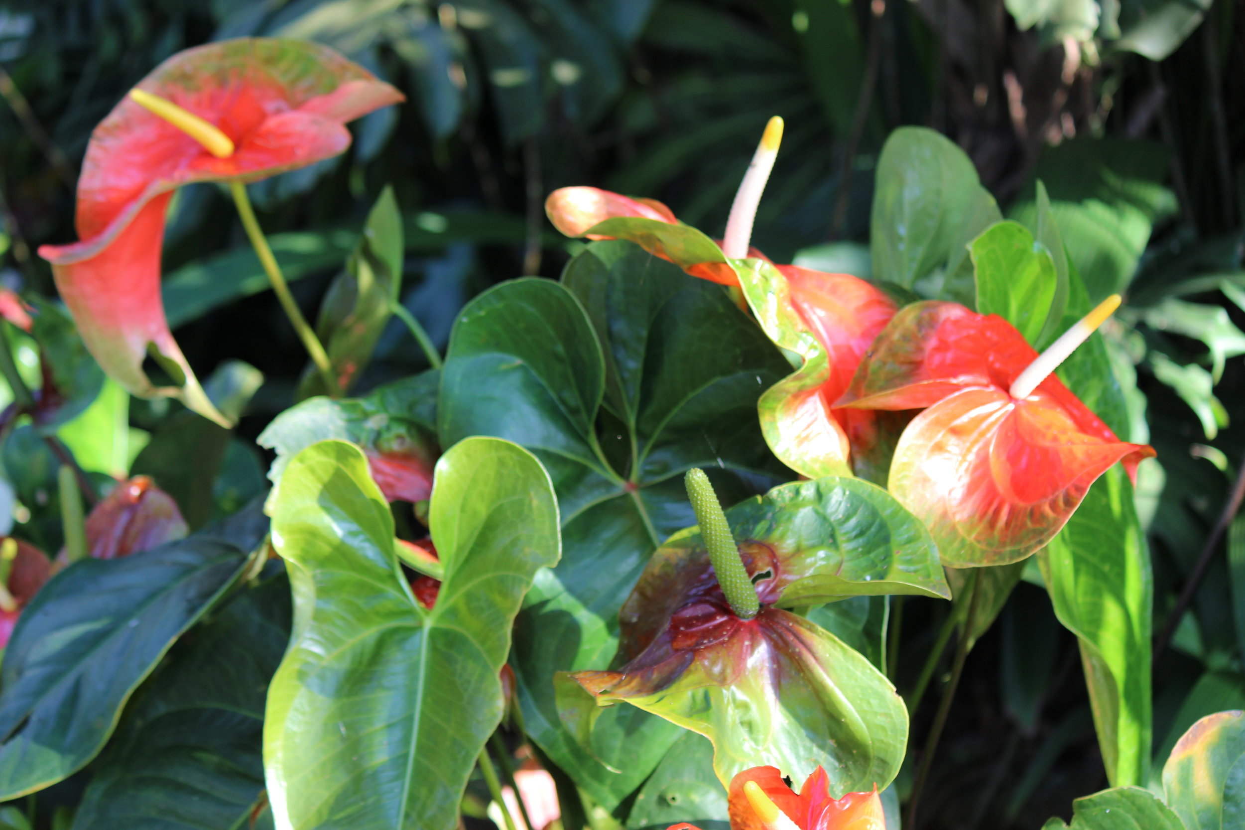 Tropical Gardens