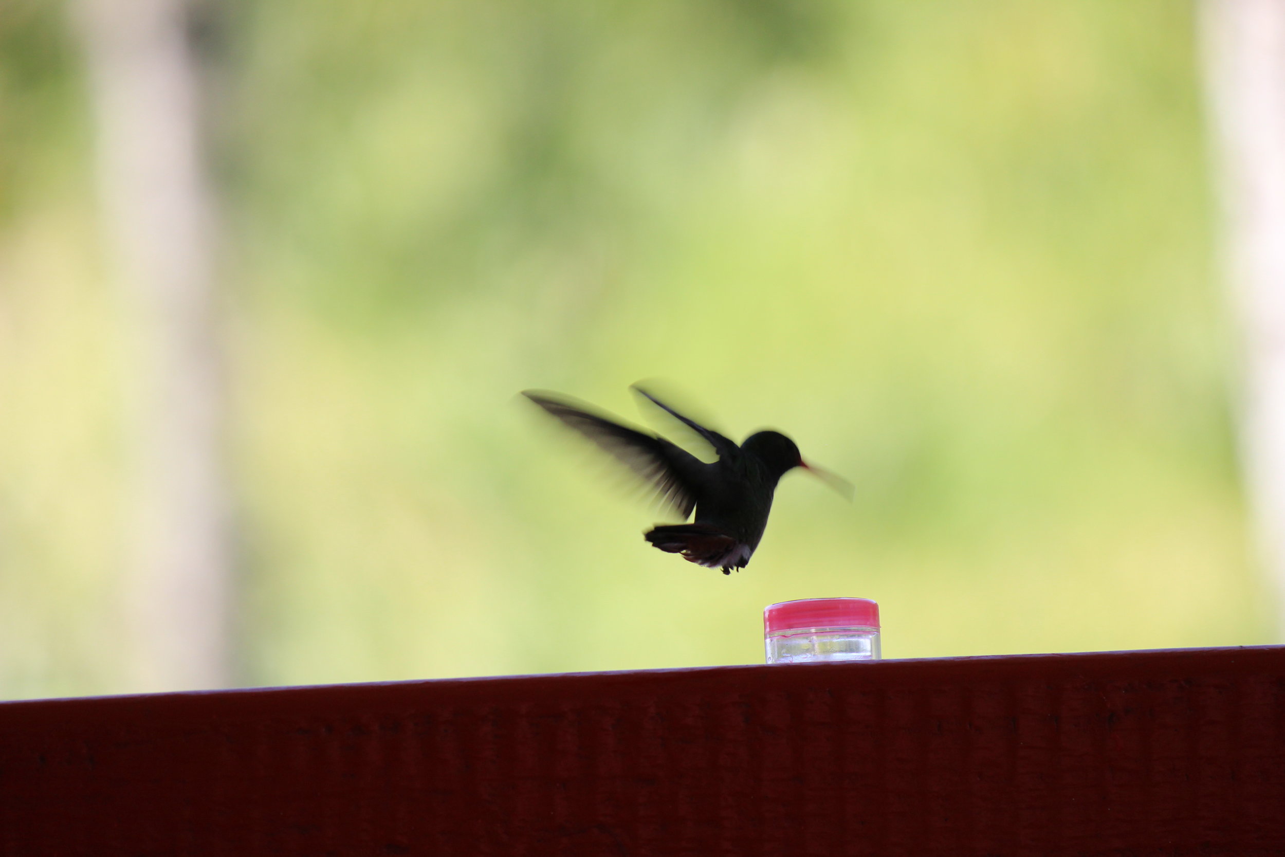 Hummingbird