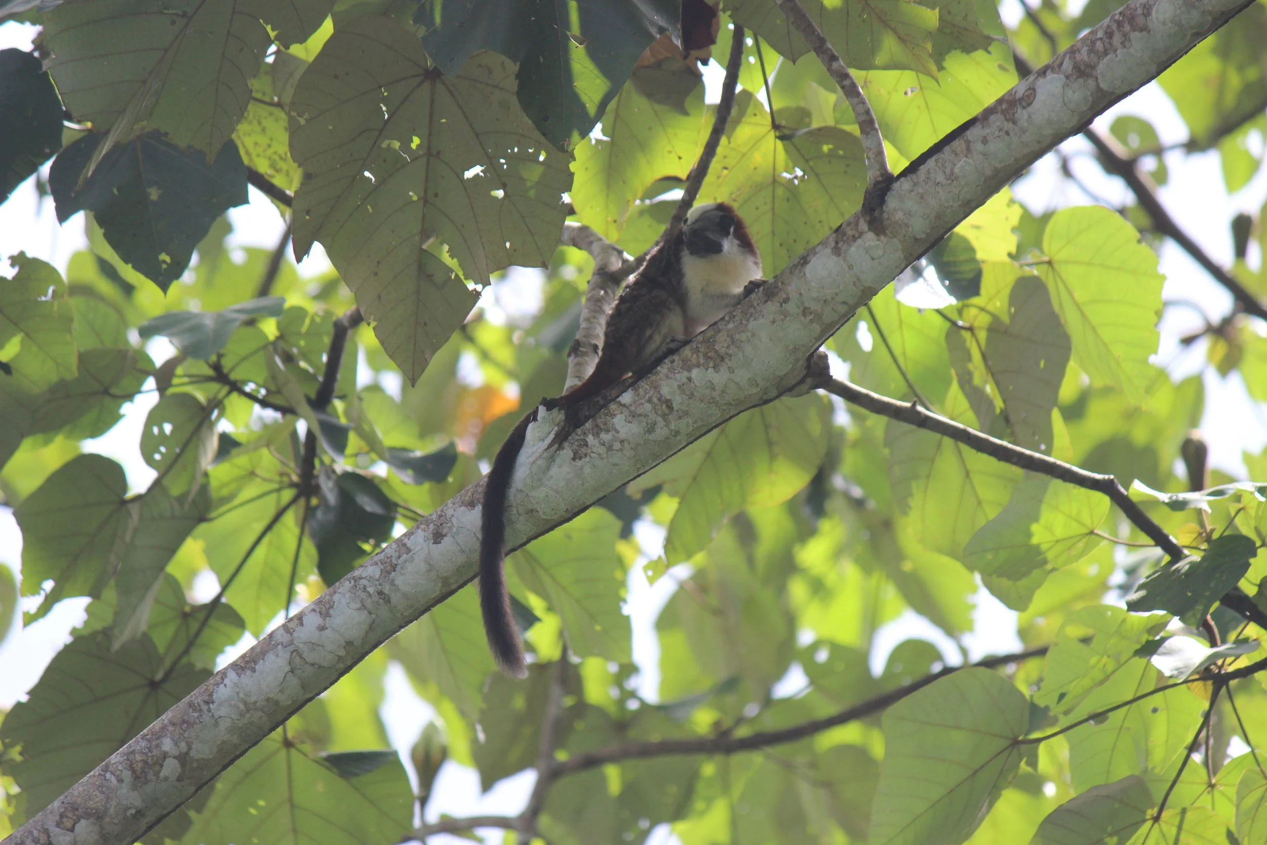 6th January - Rainforest Hotel