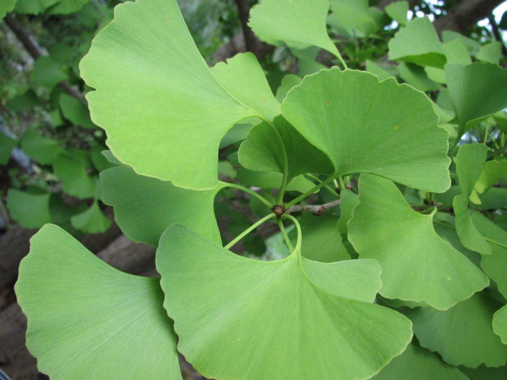 Gingko leaves