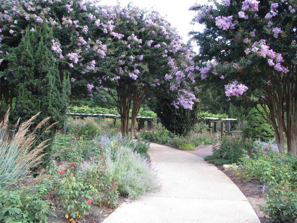Rose garden path