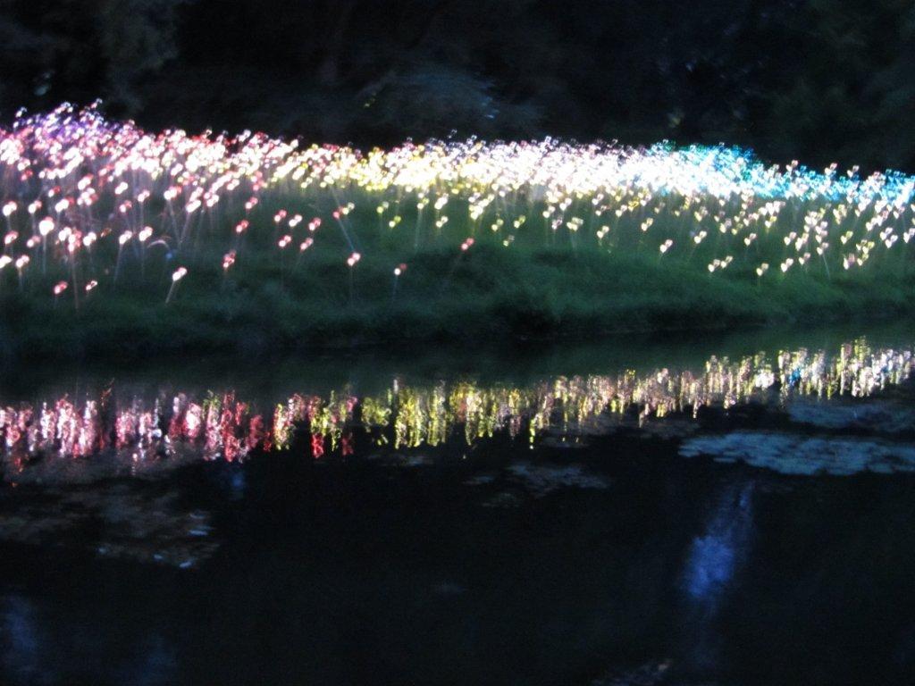 field of light 2.jpg