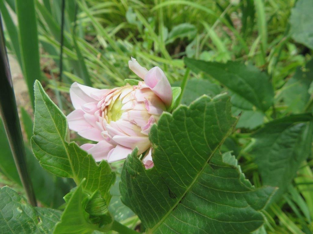 dahlia bud