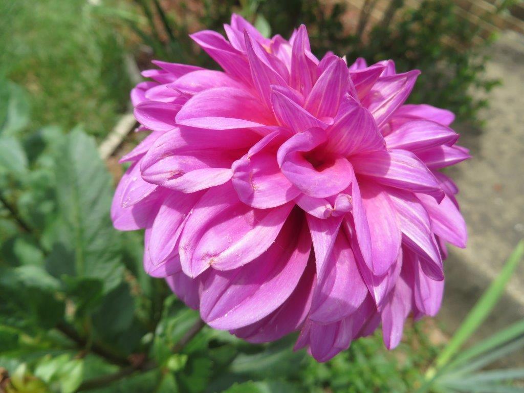 dahlia flower