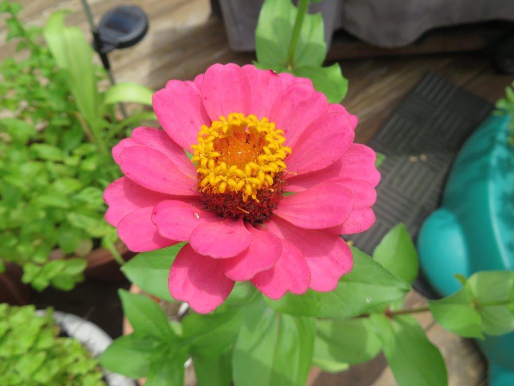 zinnia flower