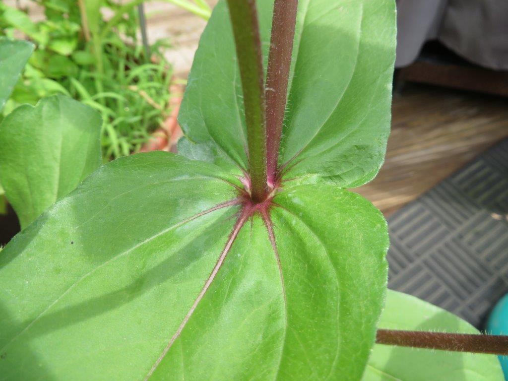 zinnia leaf