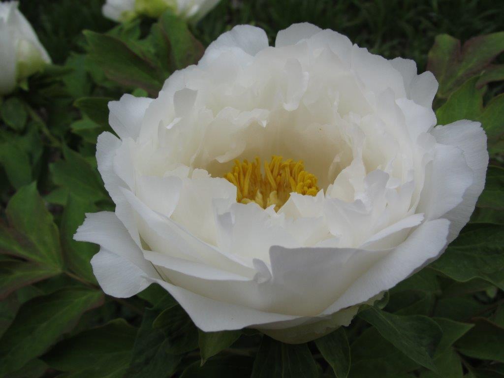 Peony