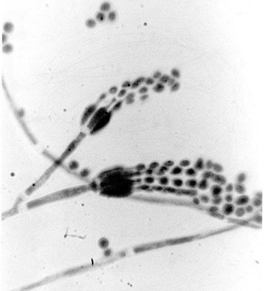 1970s algae img770.jpg