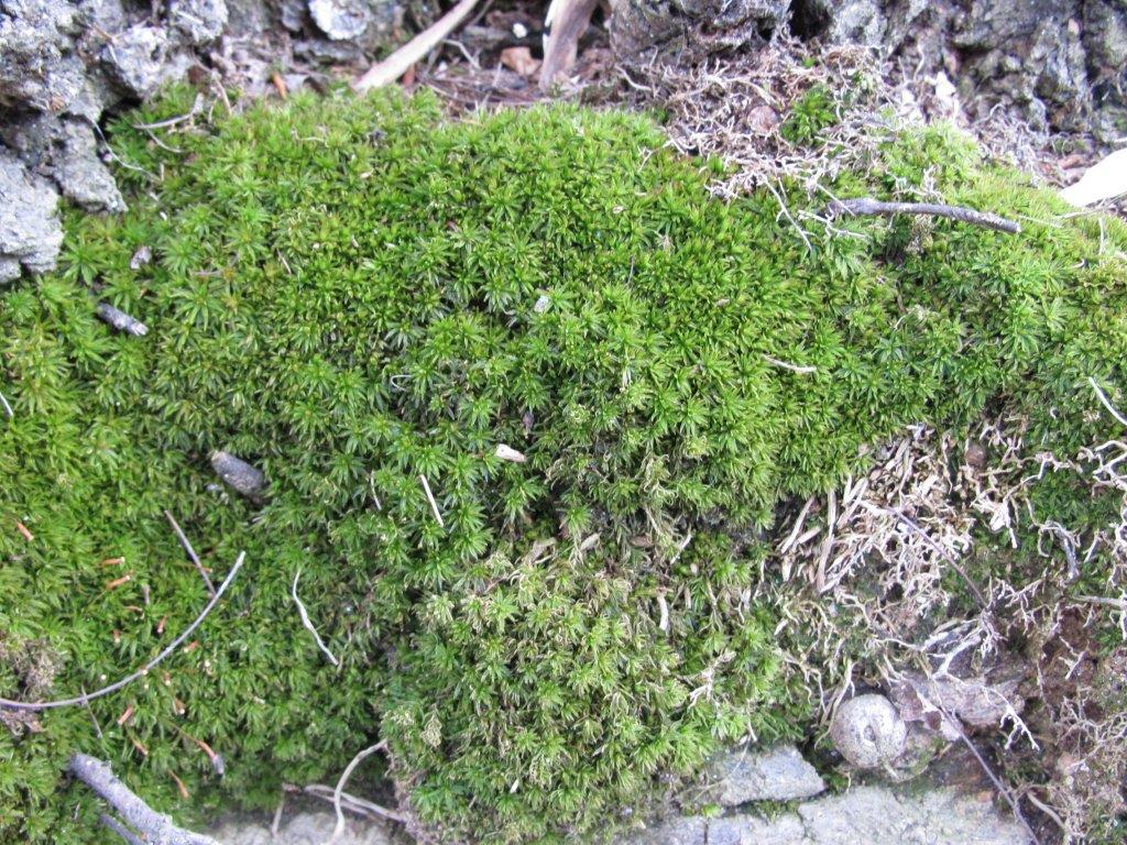 Moss