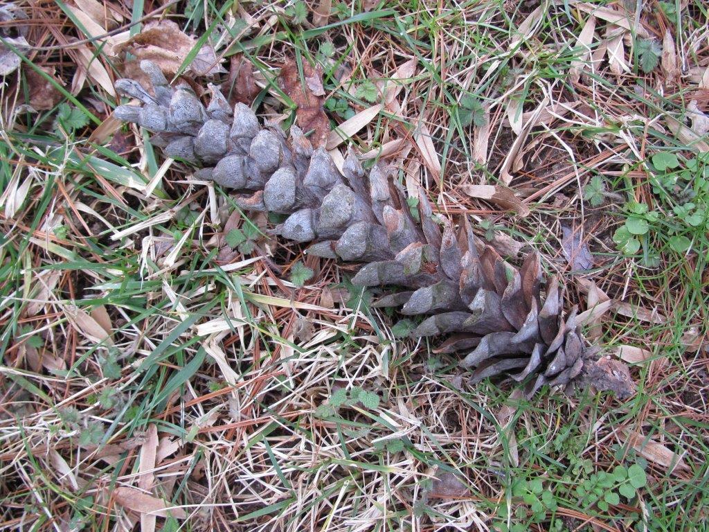 Pine Cone