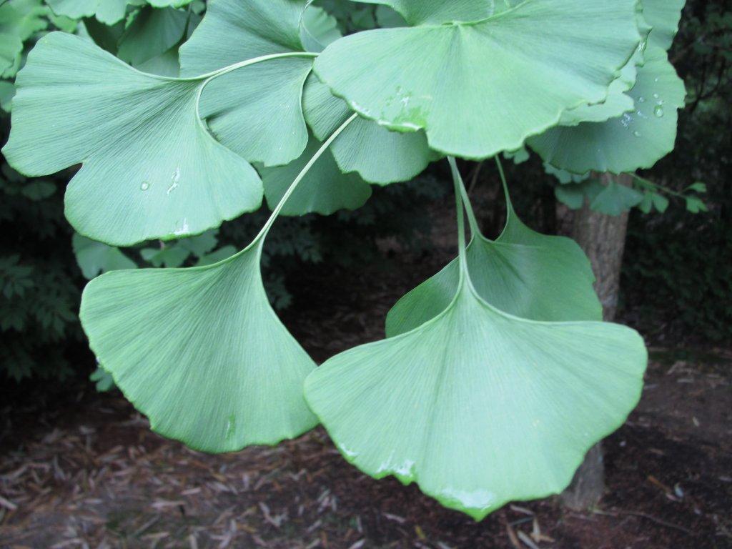 Ginkgo 