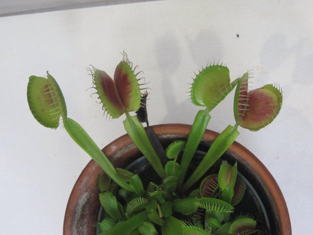 venus flytrap plant
