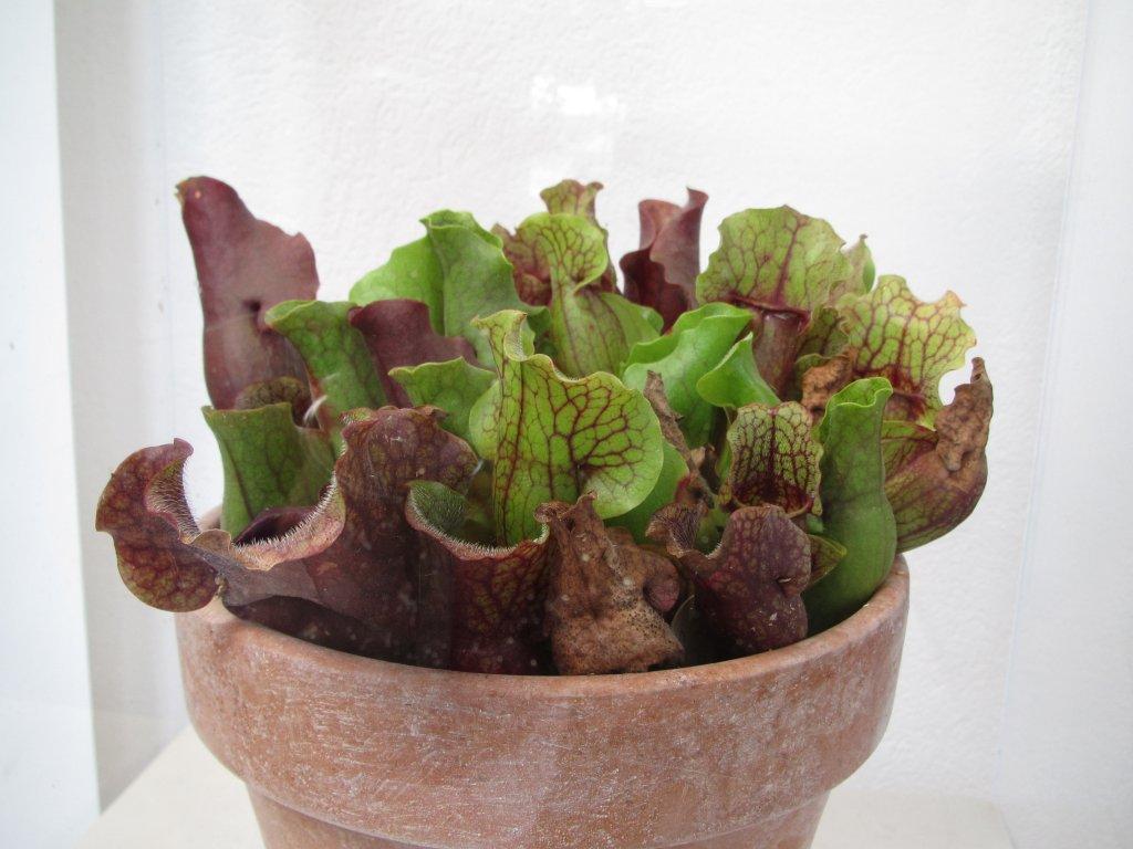 pitcher plants in pot