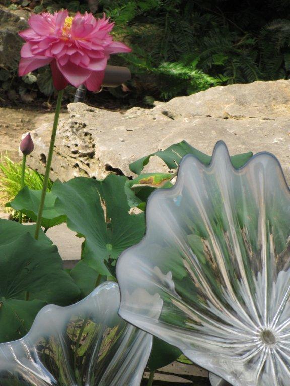 Lotus Flower and Lotus Glass