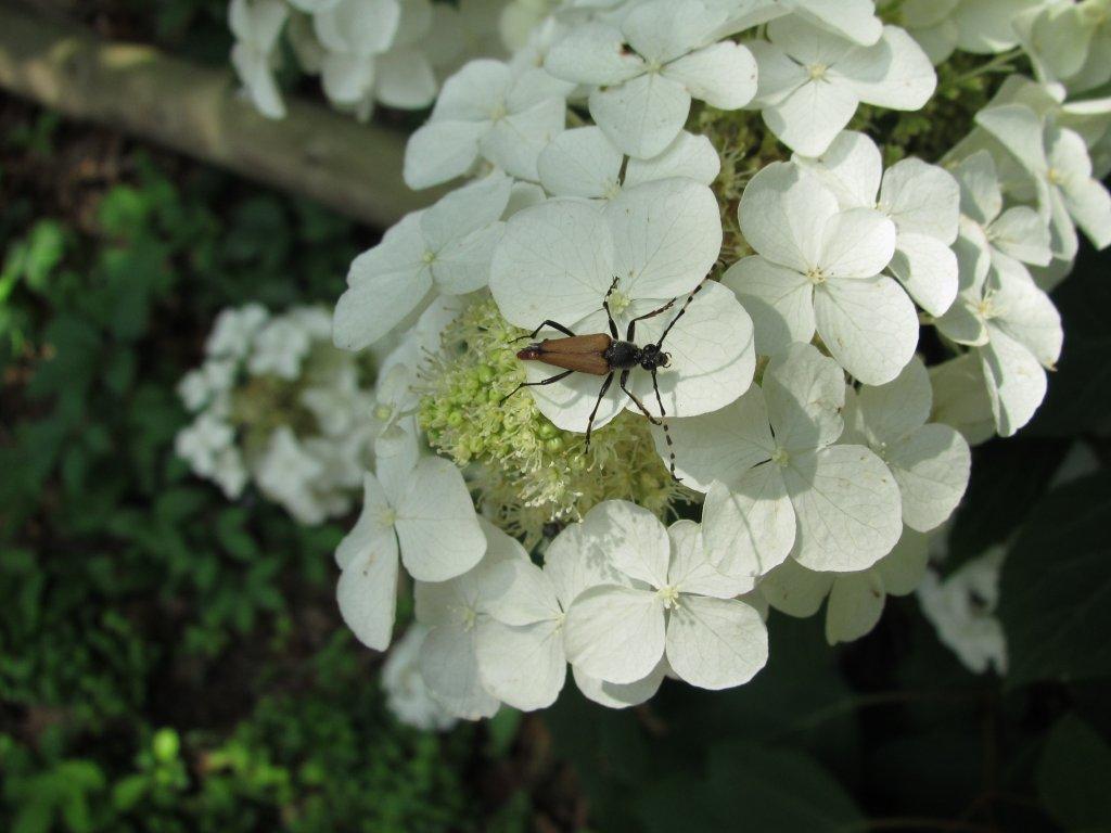 Wood Hydrangea with Insect