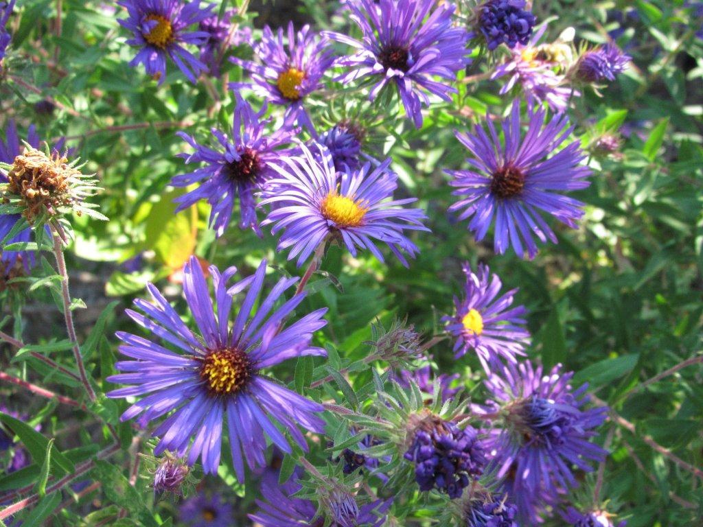 Aster