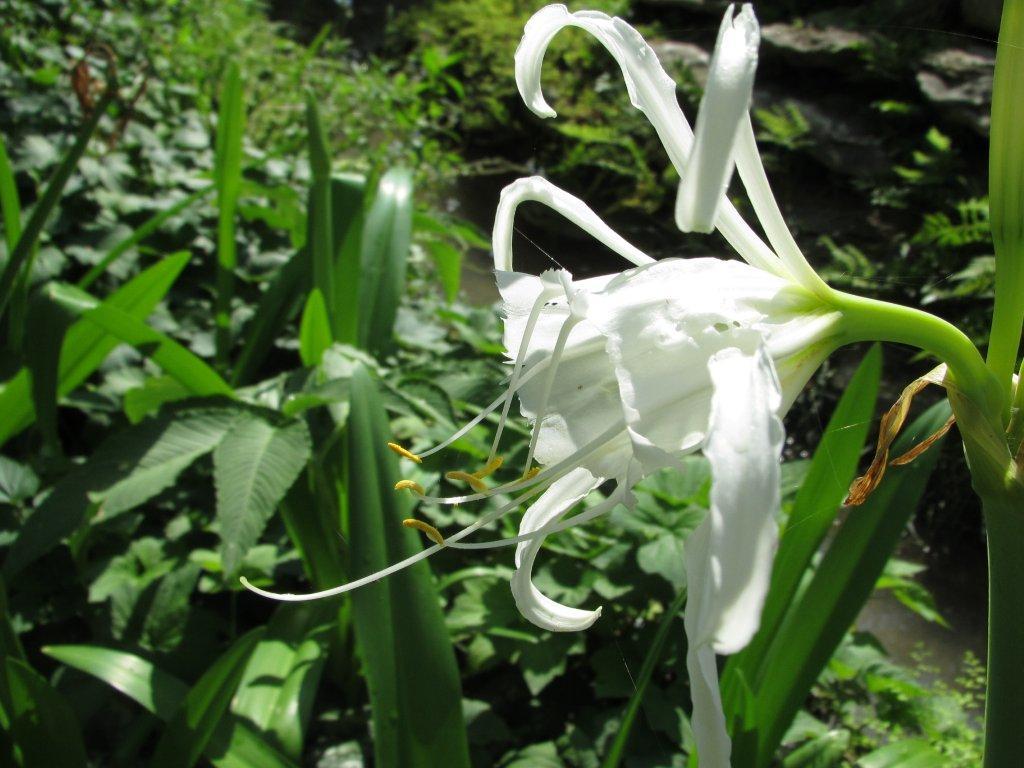 Spider Lily