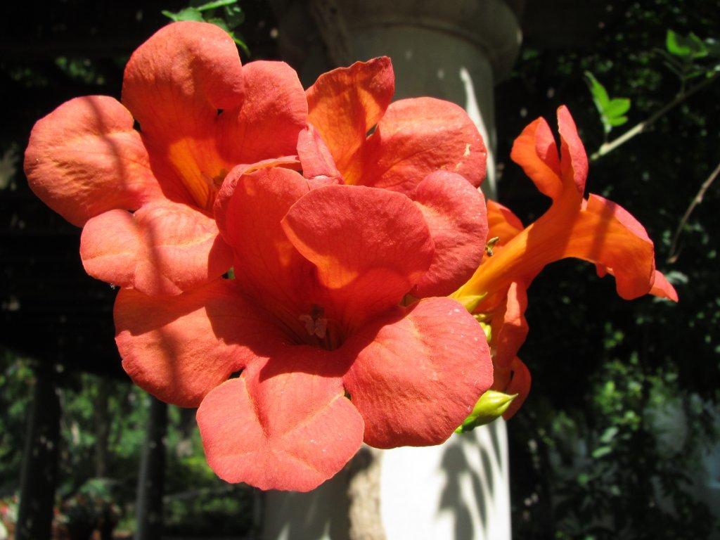 Trumpet Vine